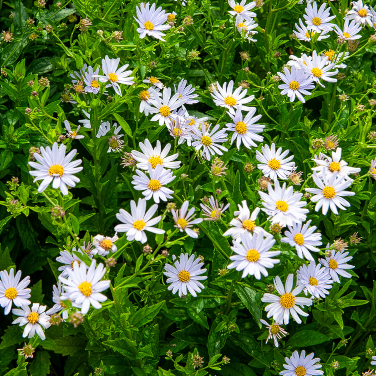 Zomeraster - Bakker