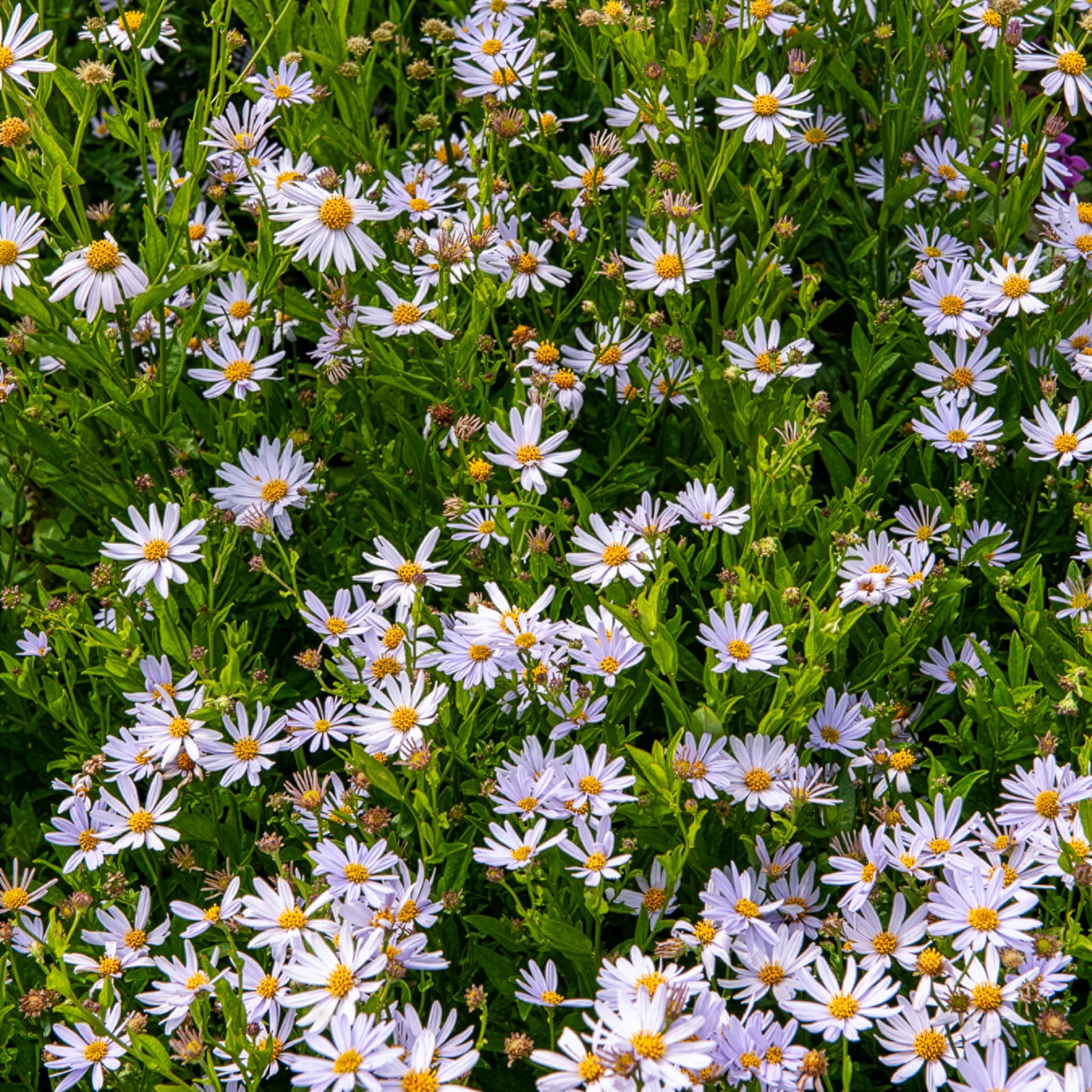 Kalimeris incisa - Zomeraster - Kalimeris