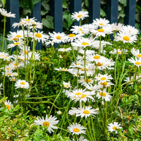 Gewone margriet - Leucanthemum vulgare - Bakker