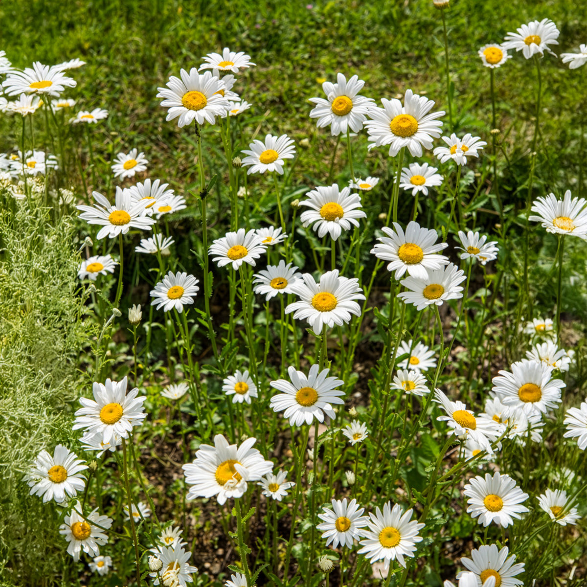 Gewone margriet - Bakker