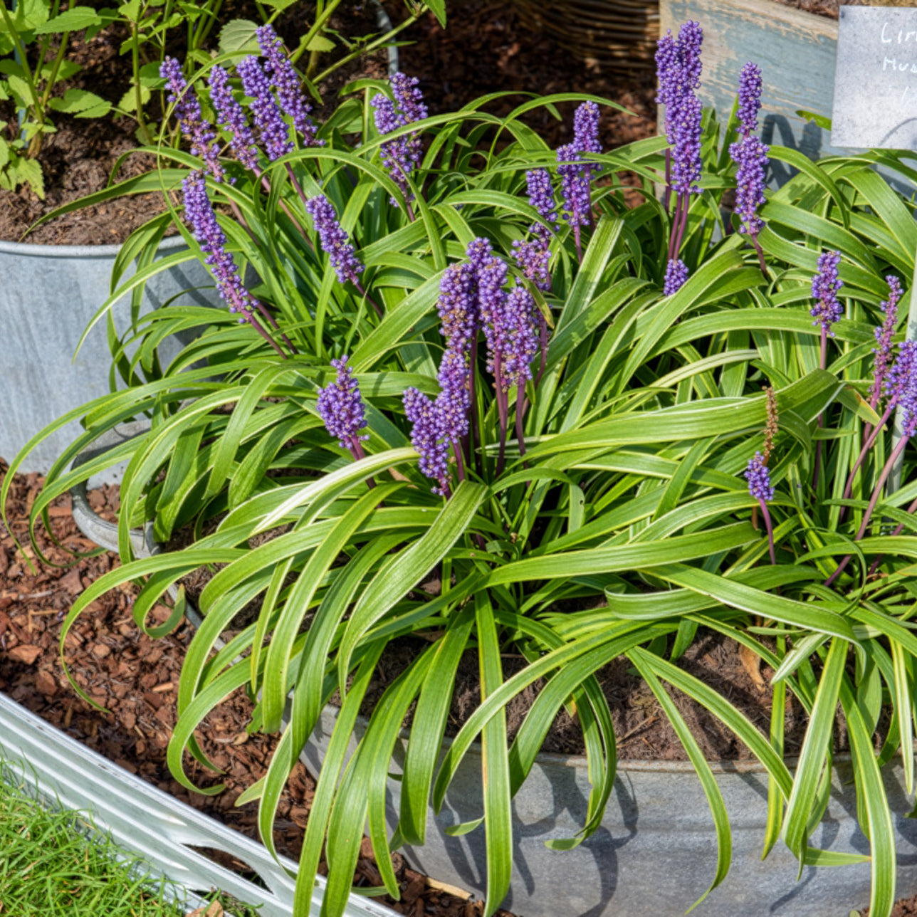 Leliegras Gold Banded - Bakker