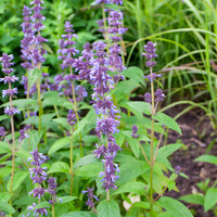 Nepeta kubanica - Kattenkruid / Nepeta kubanica - Nepeta