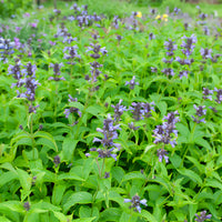 Kattenkruid / Nepeta kubanica - Bakker