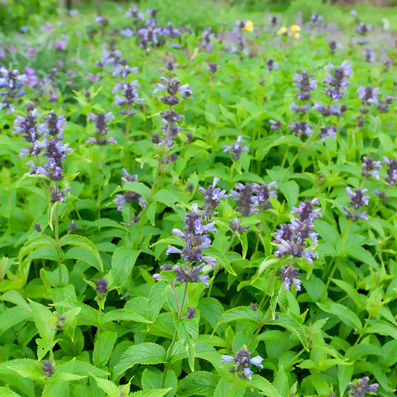 Kattenkruid / Nepeta kubanica - Bakker