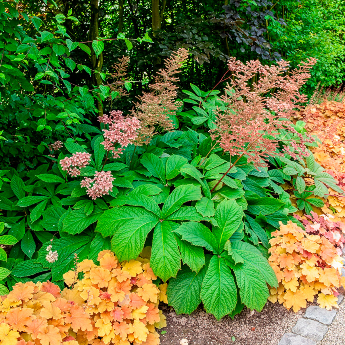 Verkoop Kastanjebladige astilbe henrici