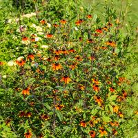 Zonnehoed Prairie Glow - Bakker