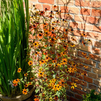 Zonnehoed Prairie Glow - Rudbeckia triloba Prairie Glow - Bakker