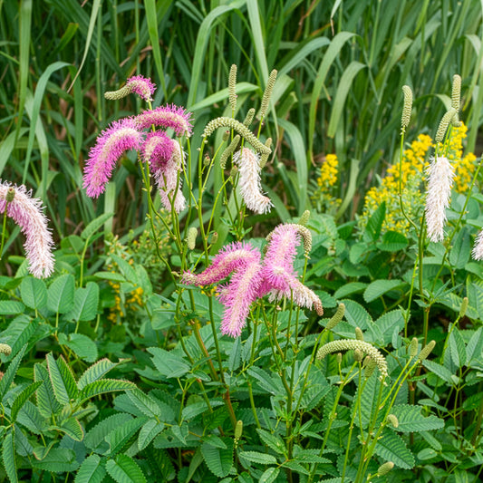 Pimpernel Pink Brushes - Bakker