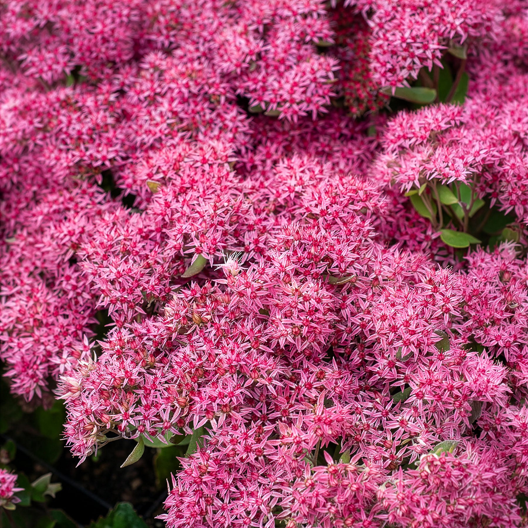 Vetkruid Mr Goodbud - Sedum Mr Goodbud - Bakker