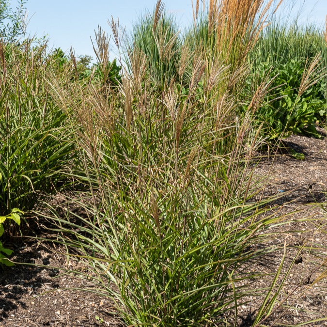 Miscanthus sinensis dronning ingrid