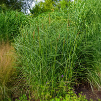 Miscanthus sinensis Kaskade - Prachtriet Kaskade - Miscanthus - Chinees riet