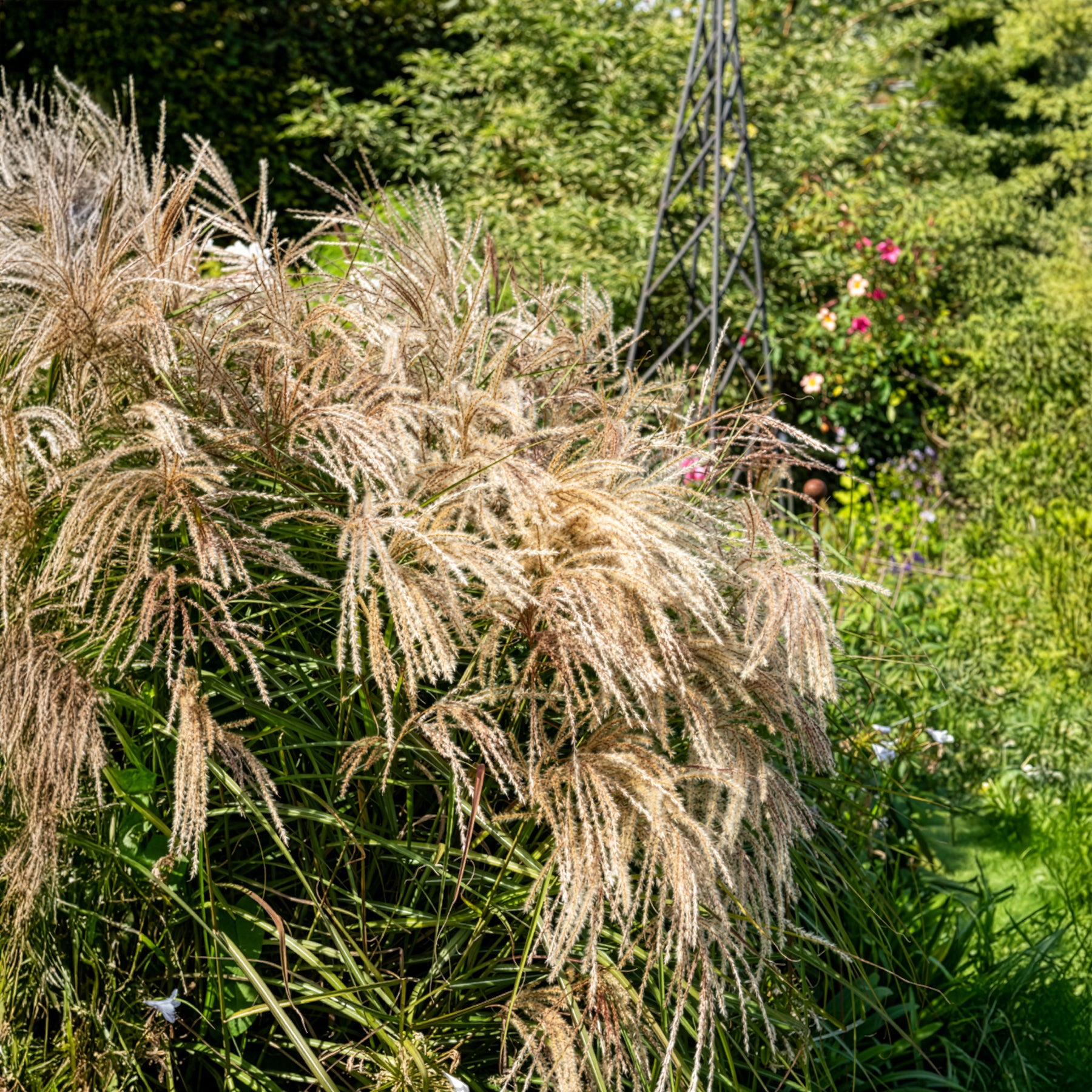 Prachtriet Kaskade - Miscanthus sinensis Kaskade - Bakker