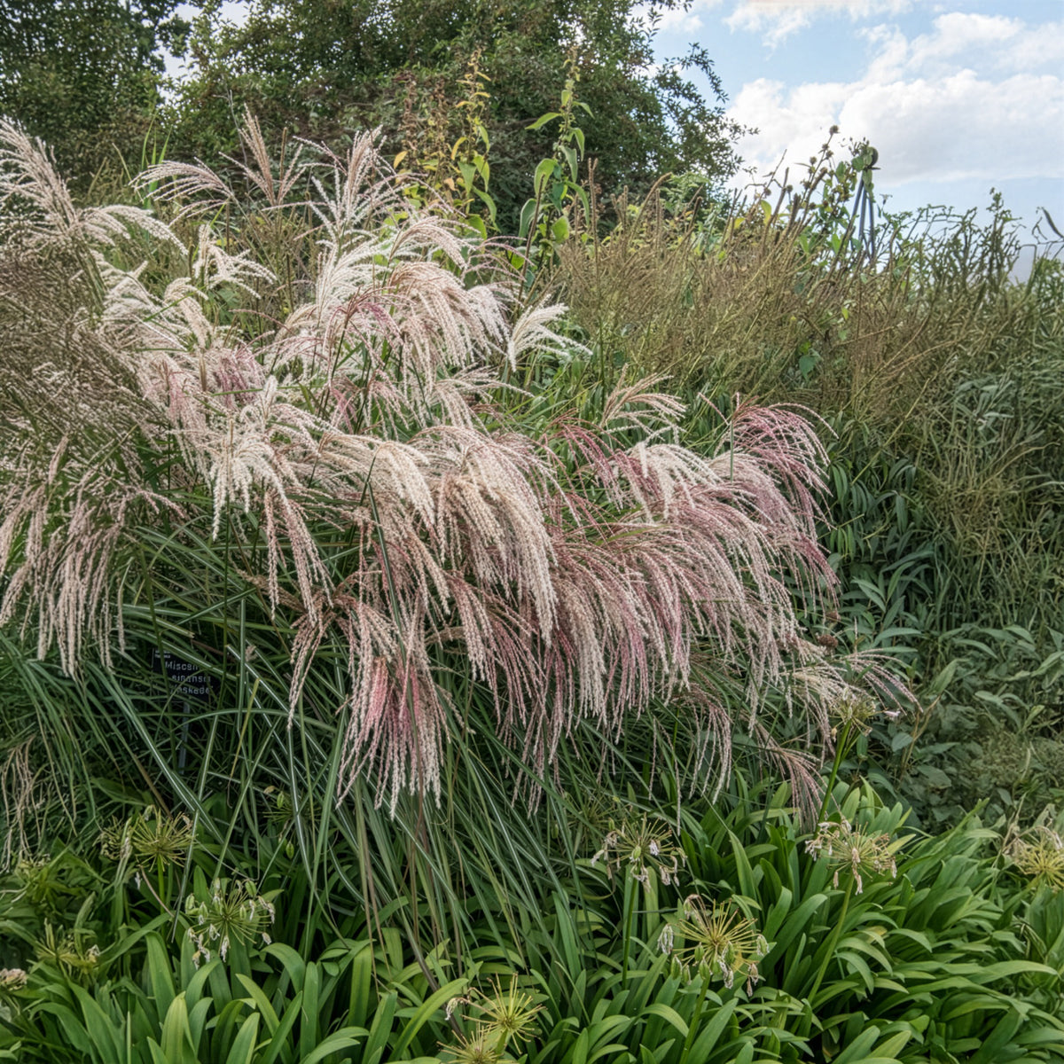 Miscanthus - Chinees riet - Prachtriet Kaskade - Miscanthus sinensis Kaskade