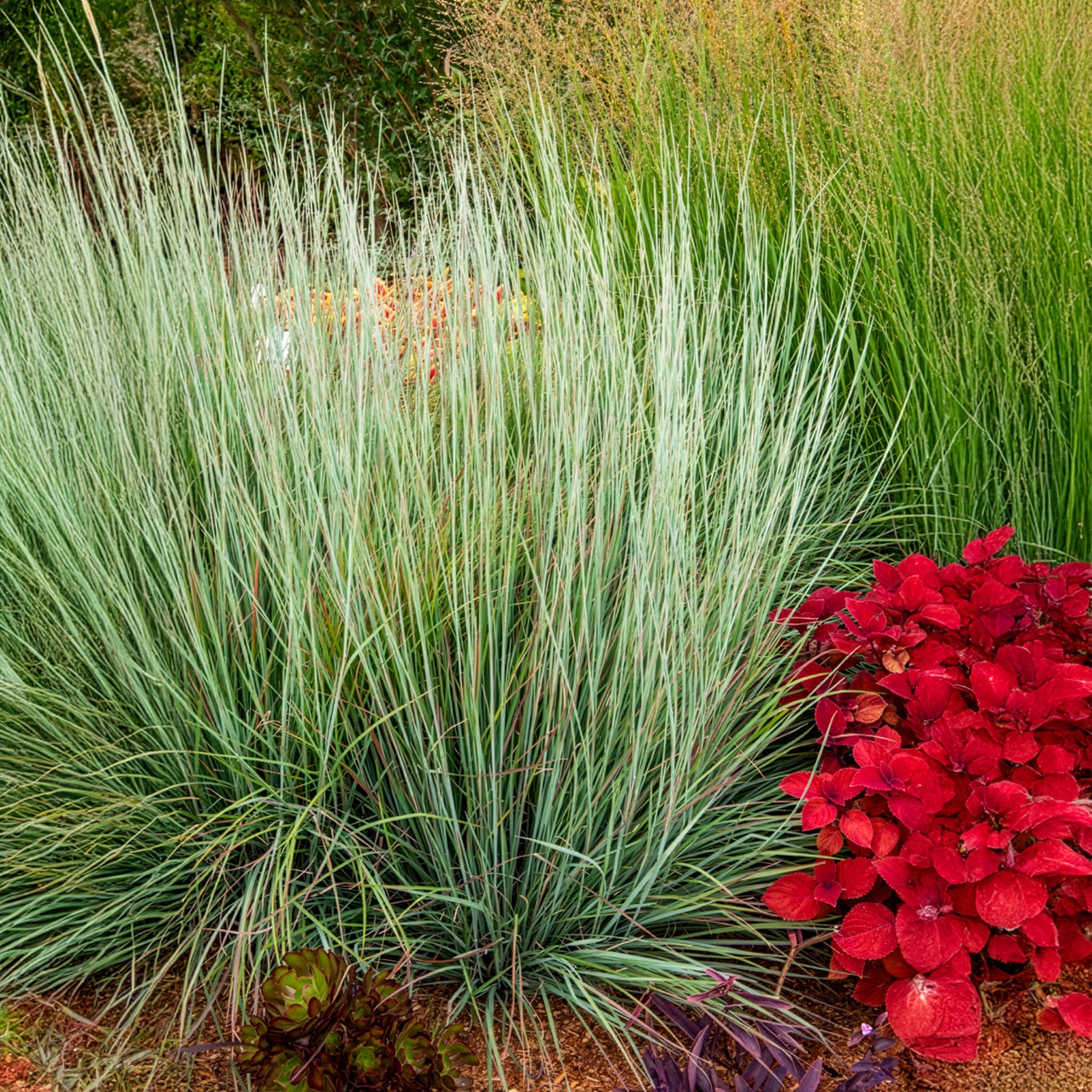 Schizachyrium scoparium Standing Ovation - Klein prairiegras Standing Ovation - Schizachyrium