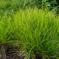 Blauwgras - Bakker