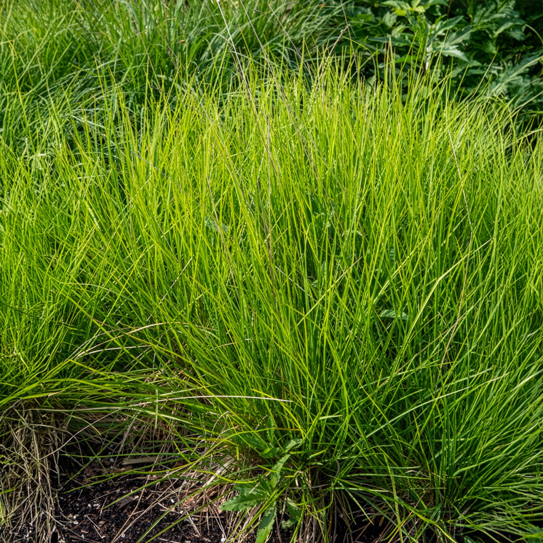 Blauwgras - Bakker