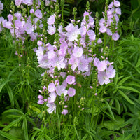 Griekse malva little Princess - Sidalcea Little Princess - Bakker