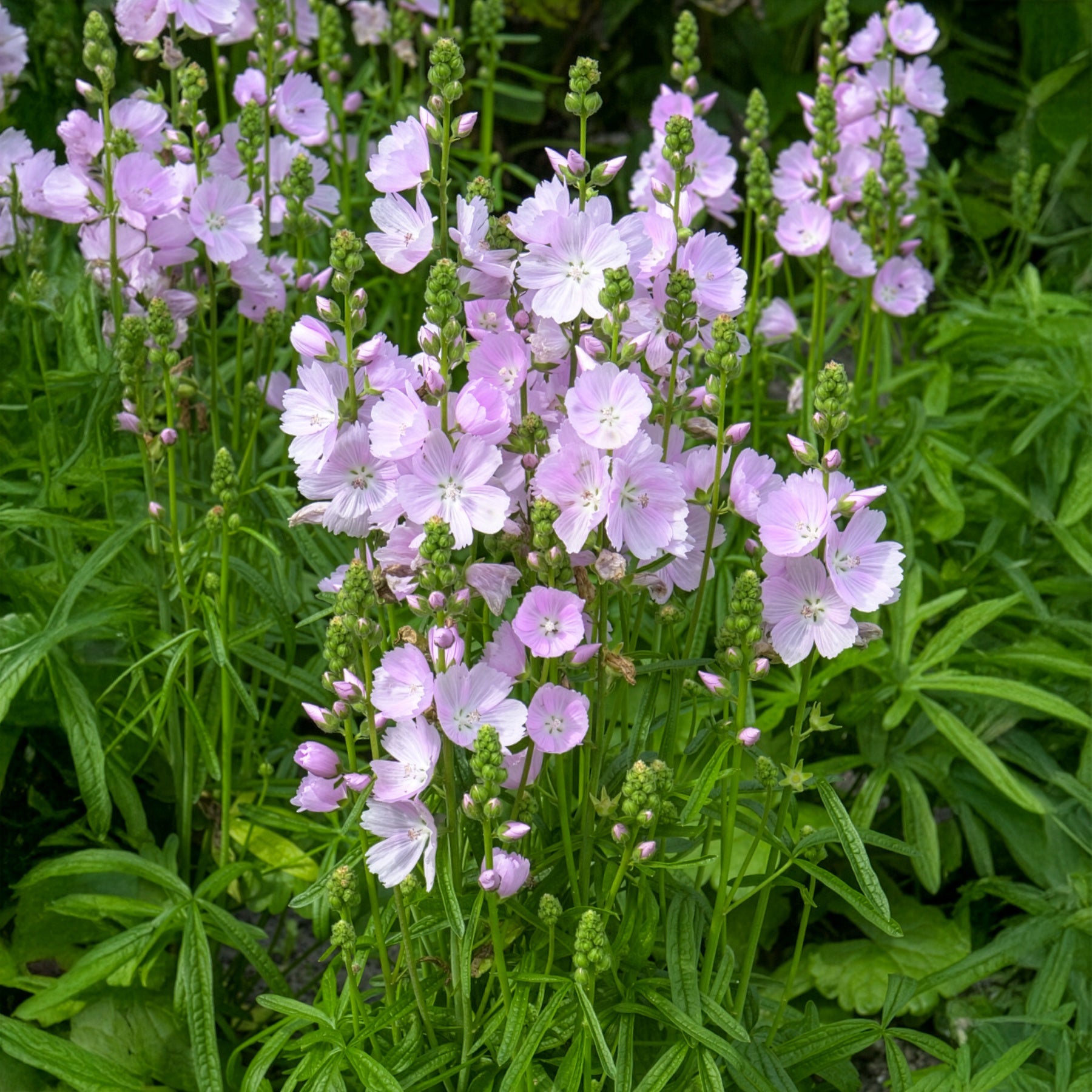 Griekse malva little Princess - Sidalcea Little Princess - Bakker