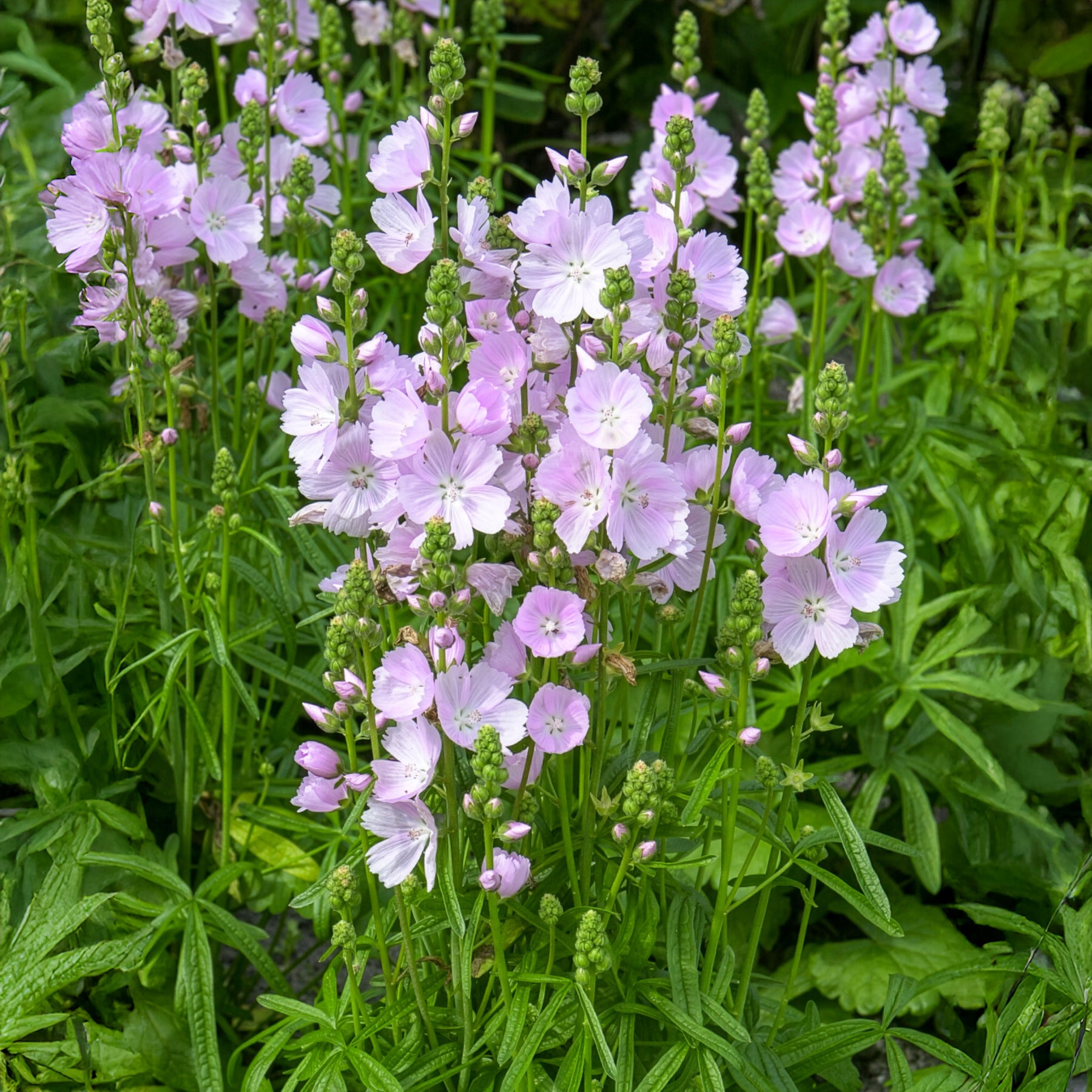 Sidalcea Little Princess - Griekse malva little Princess - Sidalcea