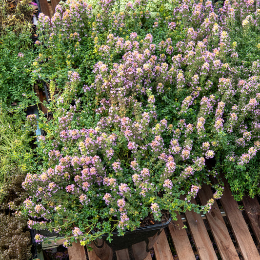 Wilde tijm Elfin - Bakker