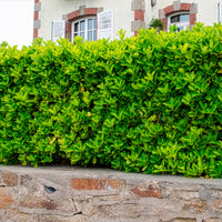 Japanese kardinaalsmuts - Euonymus japonicus - Bakker
