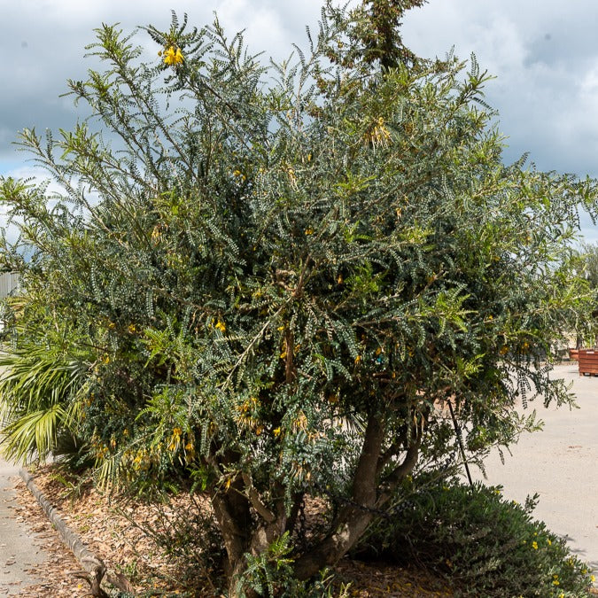 Honingboom - Sophora microphylla Sun King - Bakker