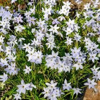 Wisley Blue Lentesterren - Ipheion uniflorum 'wisley blue' - Bakker