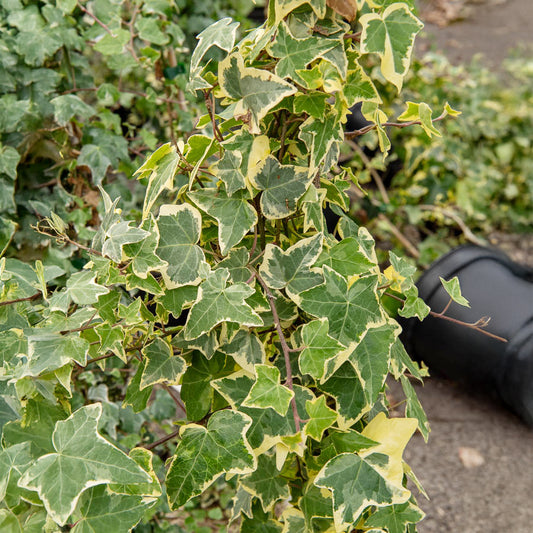 Klimop 'Goldchild' - Bakker