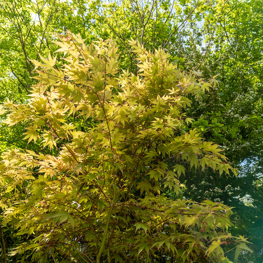 Japanse esdoorn - Japanse esdoorn Osakazuki - Acer palmatum Osakazuki