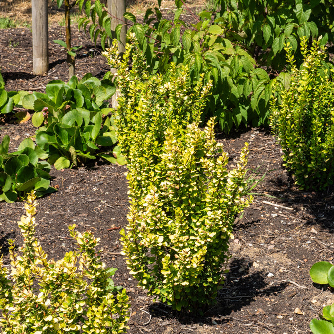 Berberis Green Carpet - Bakker