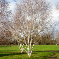Betula utilis jaquemontii Doorenbos - Himalayaberk Doorenbos - Berk