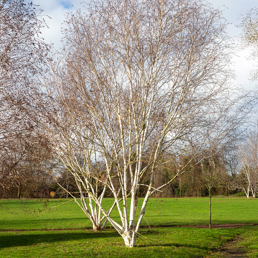 Betula utilis jaquemontii Doorenbos - Himalayaberk Doorenbos - Berk