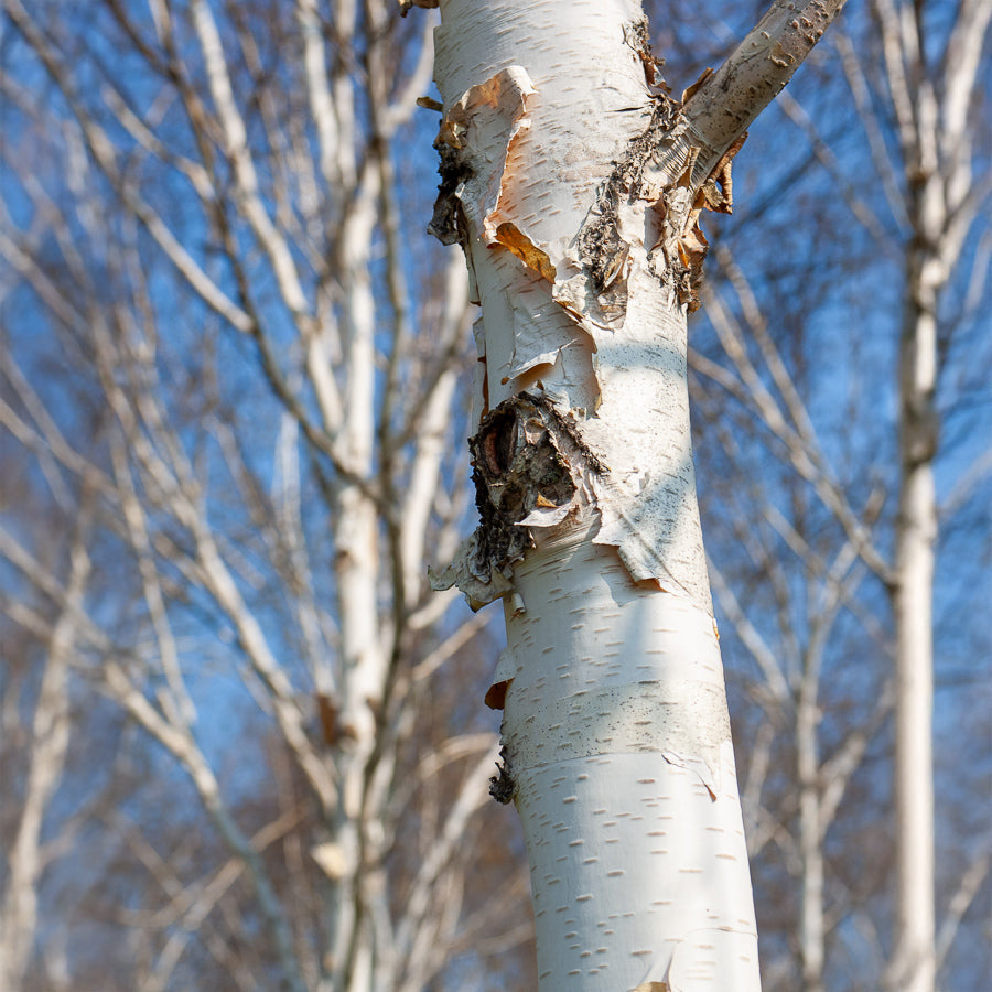 Himalayaberk Doorenbos - Betula utilis jaquemontii Doorenbos - Bakker