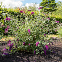 Dwergvlinderstruik Nanho Purple - Buddleja davidii Nanho Purple - Bakker