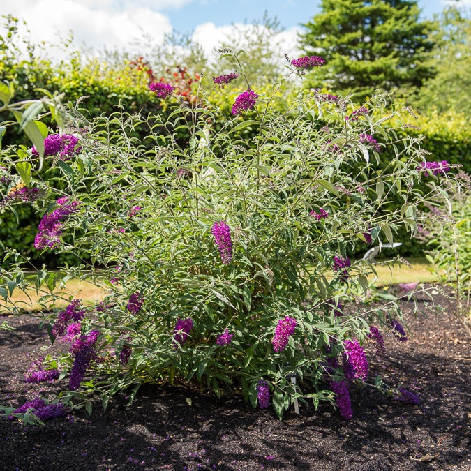 Dwergvlinderstruik Nanho Purple - Buddleja davidii Nanho Purple - Bakker