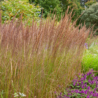 Siergrassen - Struisriet 'Karl Foerster' - Calamagrostis x acutiflora Karl Foerster