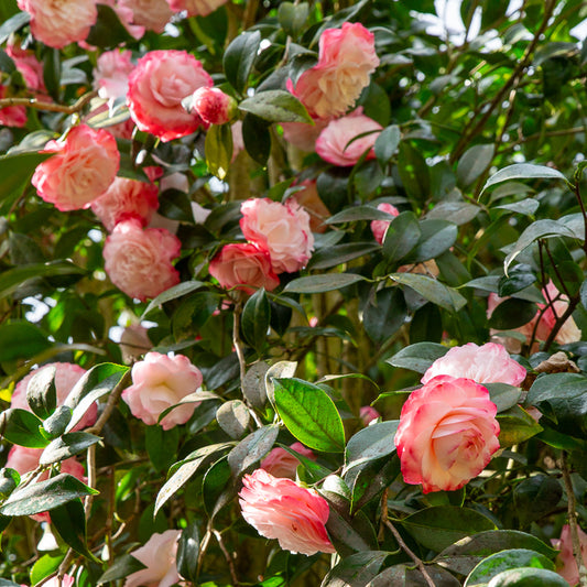 Japanse camelia Nuccios Pearl - Bakker