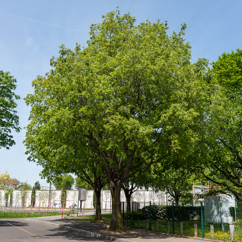 Provence netelboom - Bakker