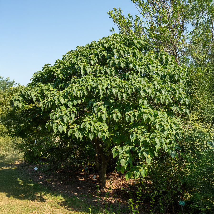 Clerodendrum - Bakker