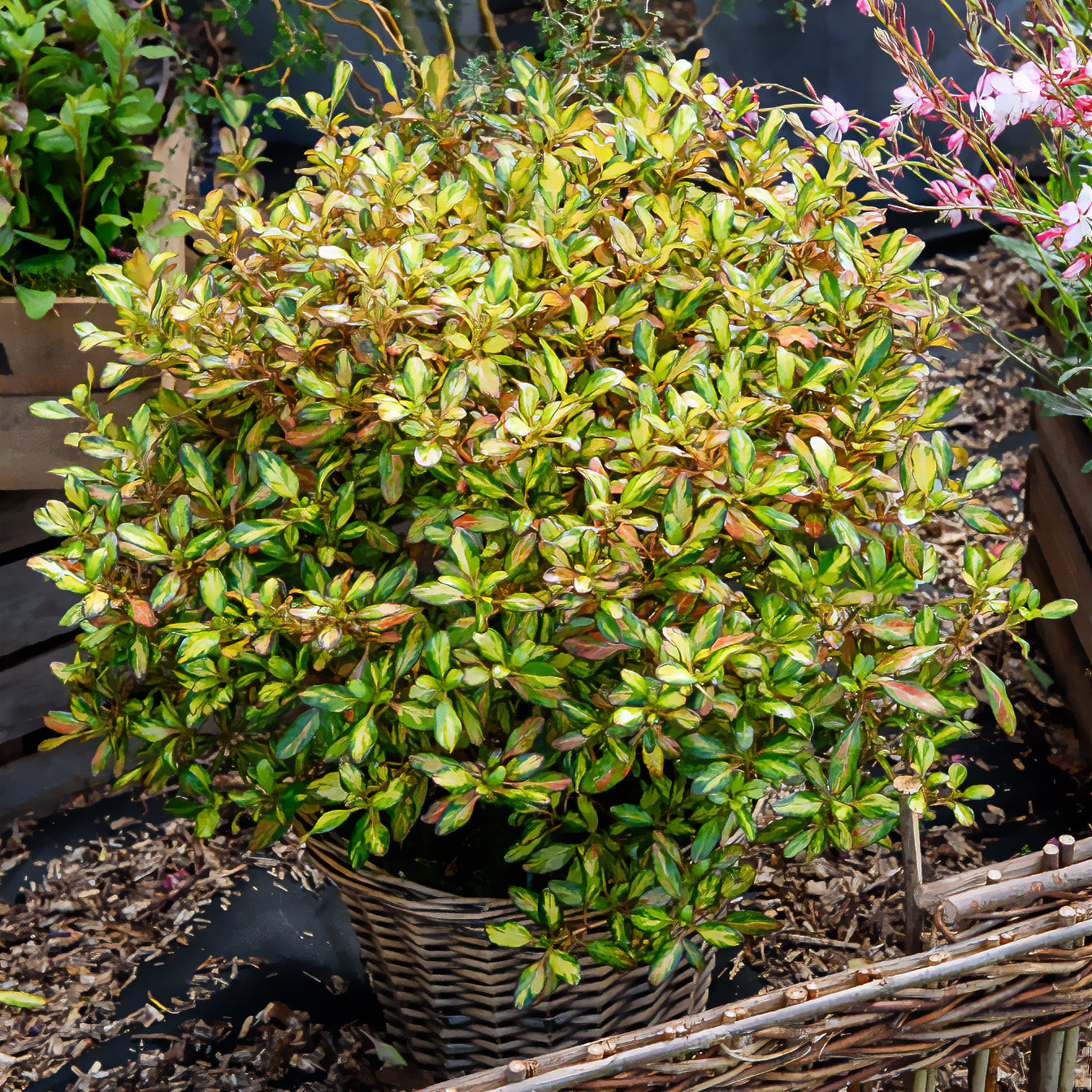 Coprosma - Coprosma Evening Glow | Bakker.com