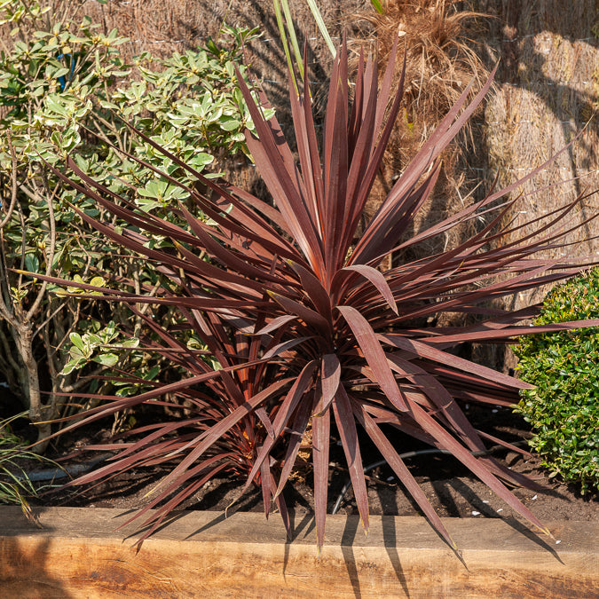 Australische cordyline Burgundy Spire® - Bakker