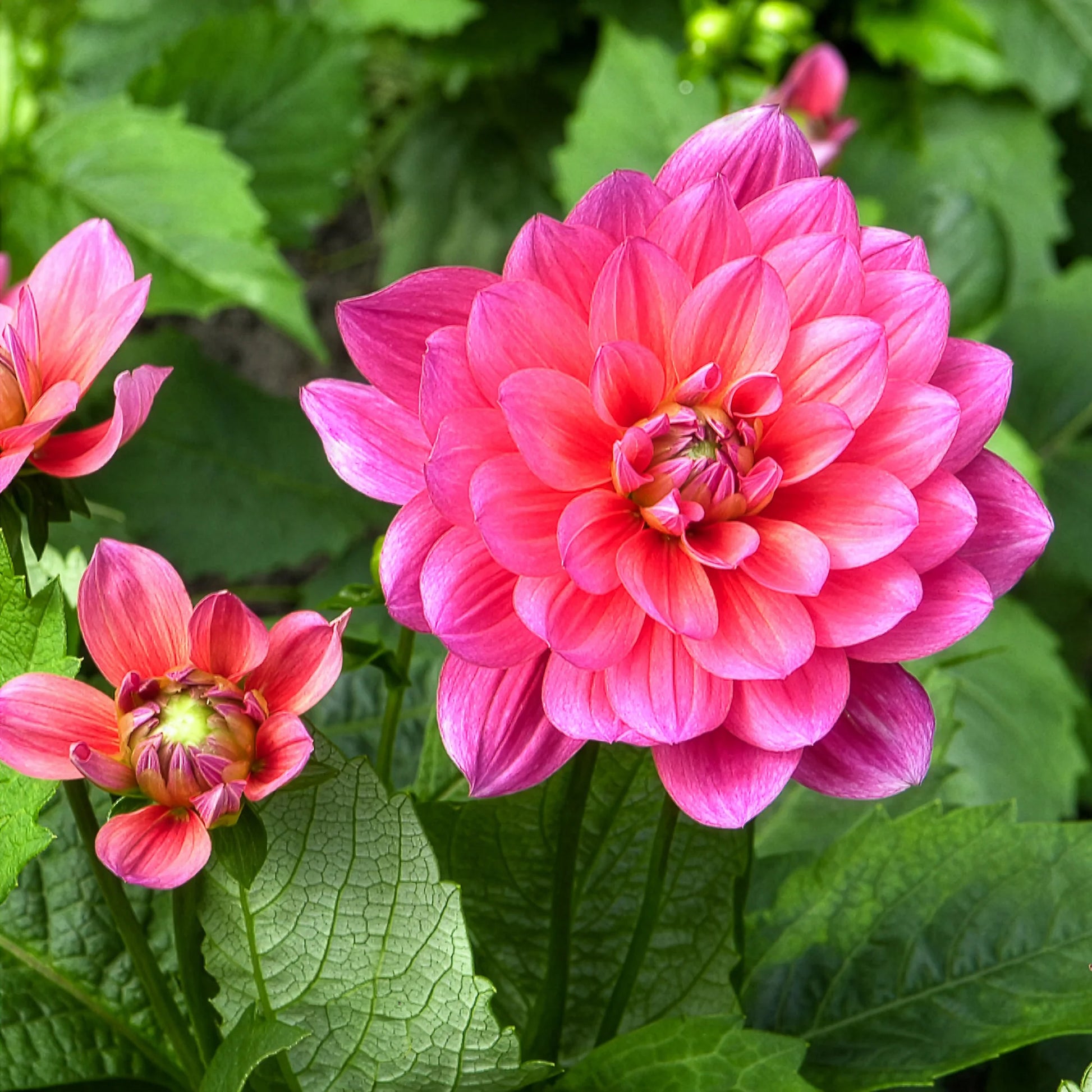 Dahlia Berliner Kleene - Dwerg decoratieve dahlia Berliner Kleene - Dahlia 