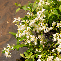 Dwergdeutzia Nikko - Deutzia gracilis Nikko - Bakker