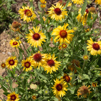 Kokardebloem - Gaillarde aristata Amber Wheels - Bakker