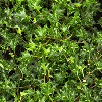 Klimop Ivalace - Hedera helix Ivalace - Bakker