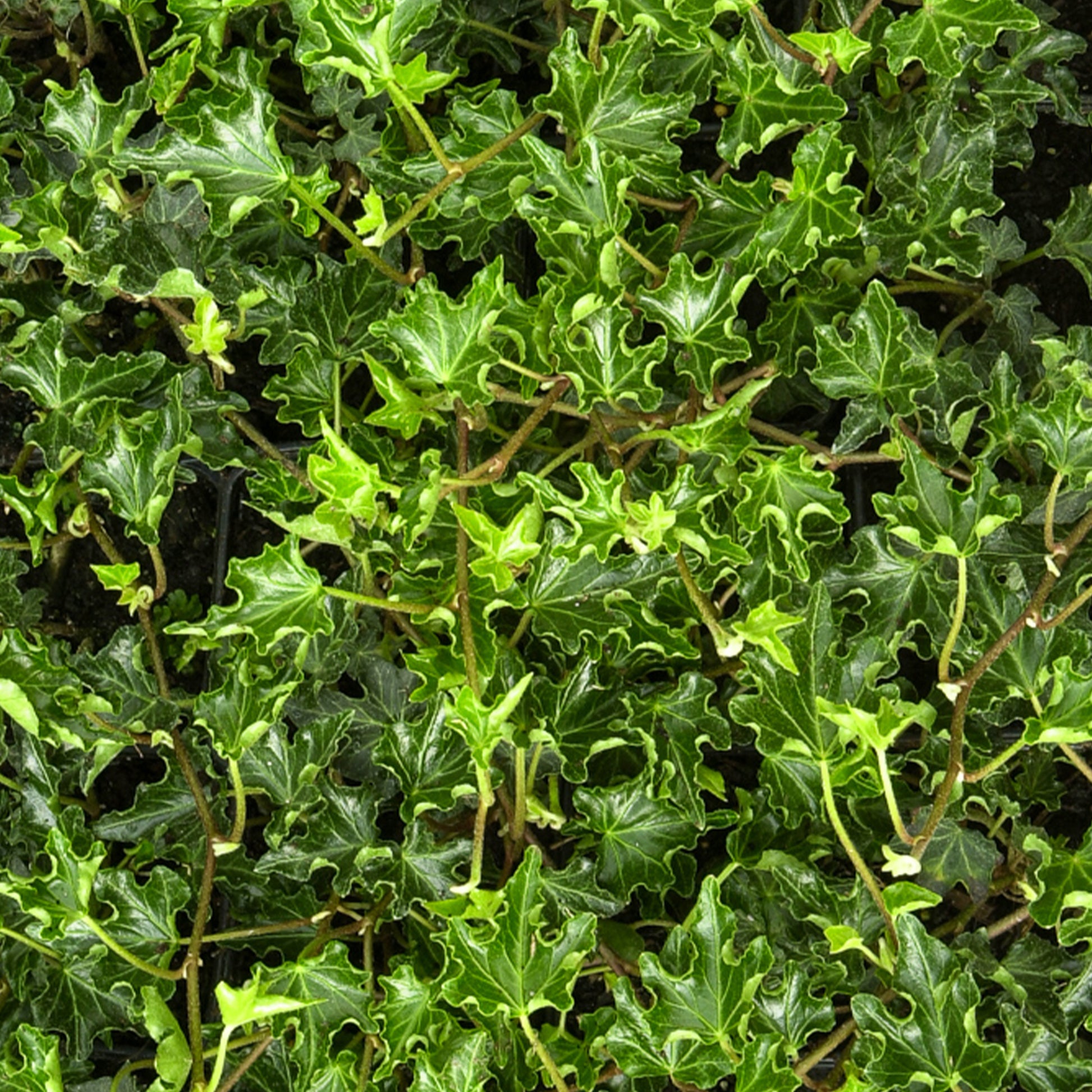 Klimop Ivalace - Hedera helix Ivalace - Bakker
