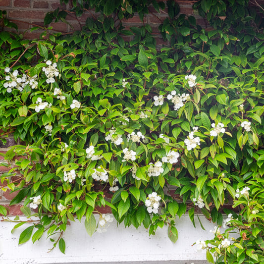 Klimhortensia Seemanii - Bakker