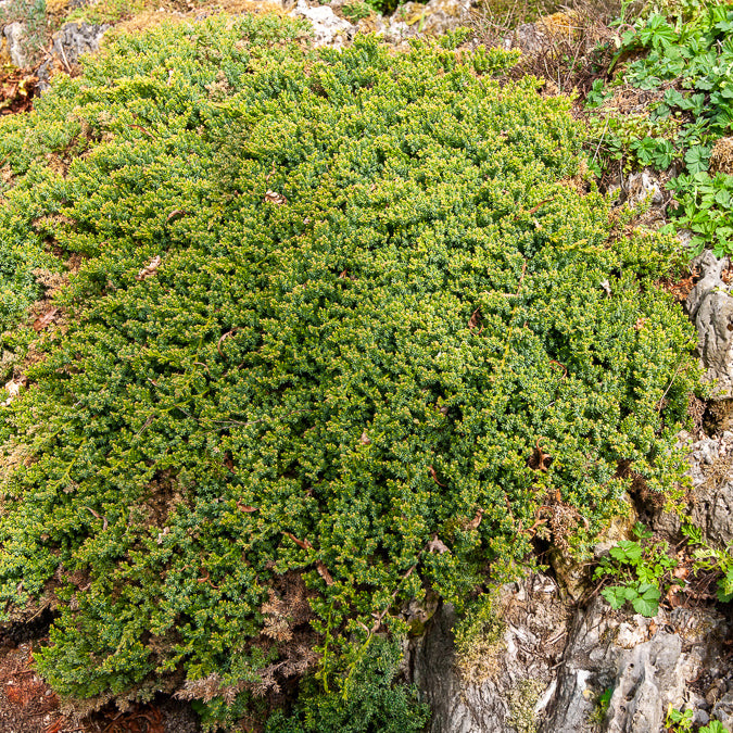 Juniperus procumbens Nana - Dwerg jeneverbes Nana - Bodembedekkers