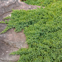 Verkoop Dwerg jeneverbes Nana - Juniperus procumbens Nana