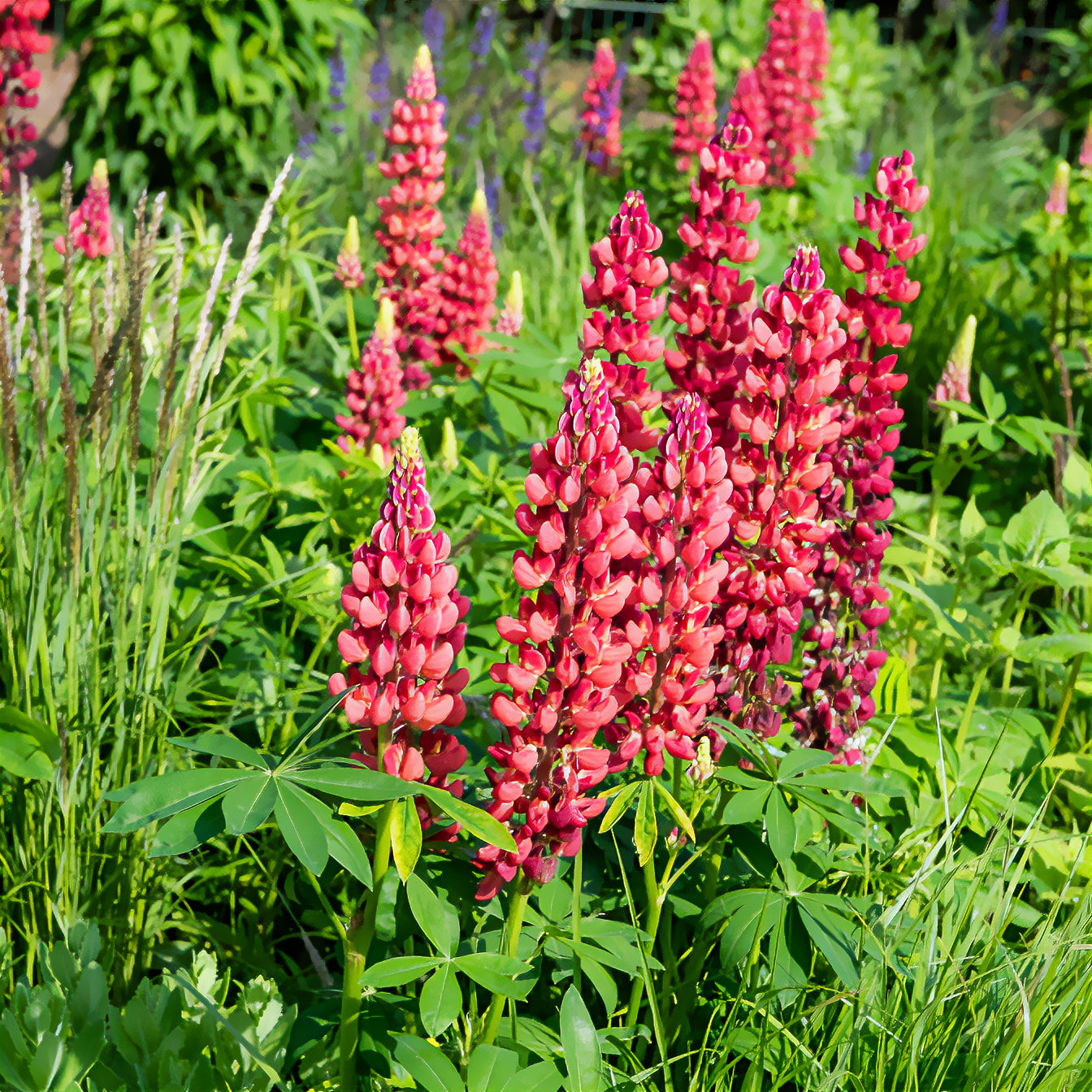 Lupine My Castle Rouge - Lupinus My Castle - Bakker